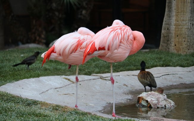 Flamingo Wildlife Habitat