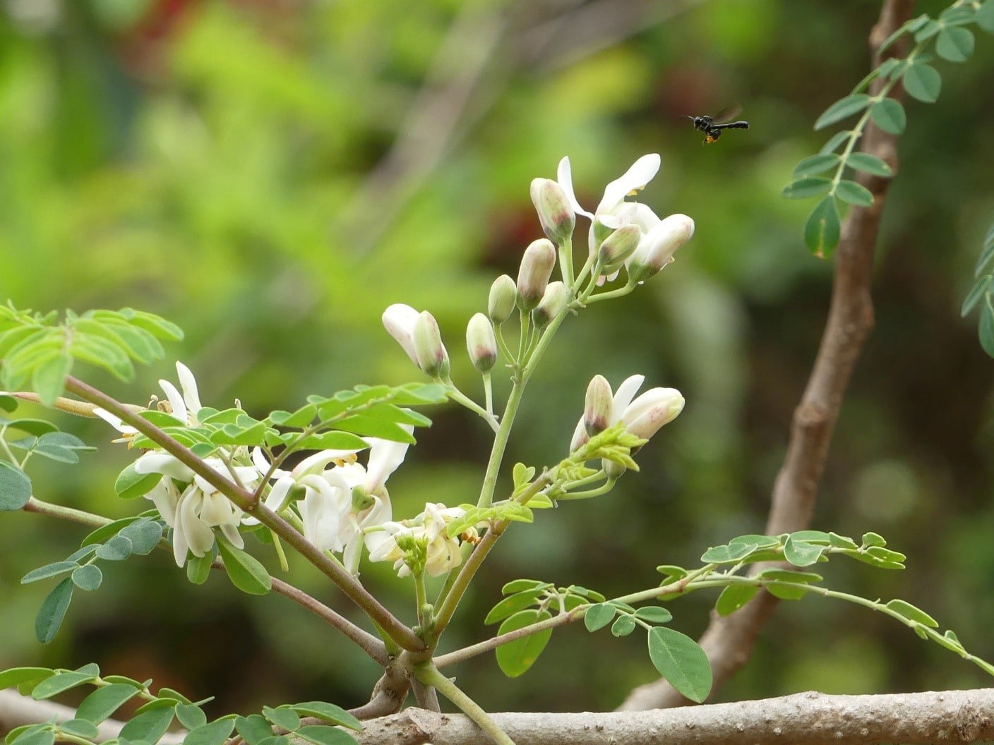 Moringa Flowers